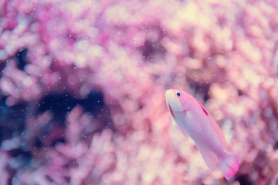 Close-up of fish underwater