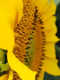 Close-up of yellow flower