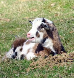 Kid goat resting on grassy field
