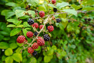 Close-up of cherries growing on plant