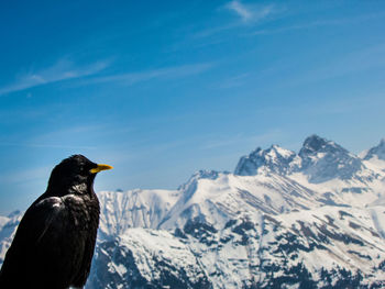 Bird on mountain against clear sky during winter