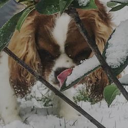 Close-up of dog during winter