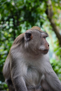 Close-up of monkey on tree