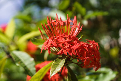 Close-up of red flowering plant