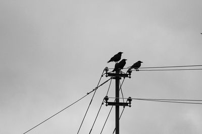 Low angle view of bird perching on cable against sky