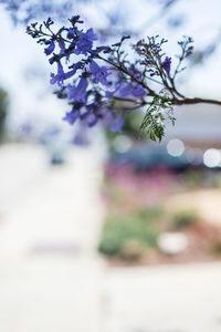 Close-up of purple flowers on tree