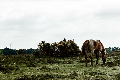 Horse grazing on field against sky
