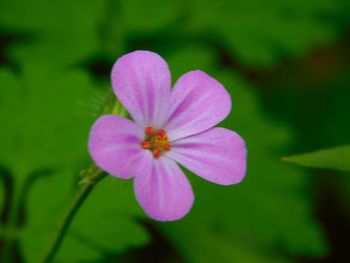 Close-up of pink flowers