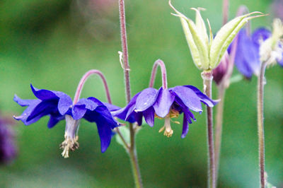 Close-up of purple iris flowers