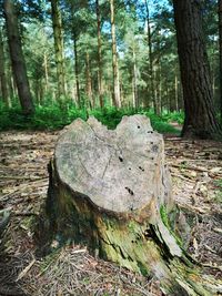View of tree stump in forest