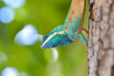 Close-up of iguana on tree trunk