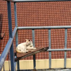 Cat sitting on metal railing