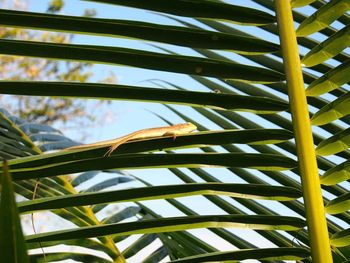 Side view of a lizard on plant