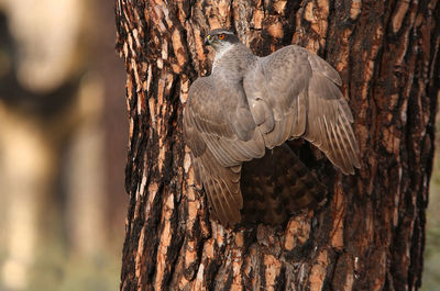 Close-up of a bird on tree trunk