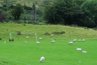 The football pitch next next to isle of arran whisky distillery