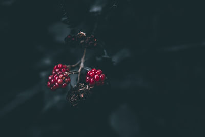 Young and dry blackberry berries