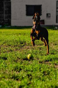 Dog playing with ball on field