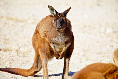 Kangaroo looking at camera