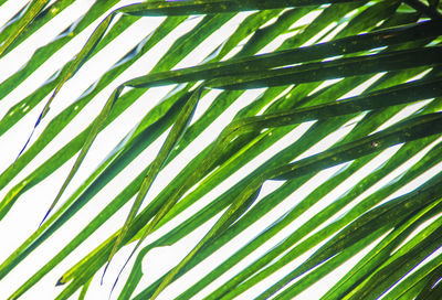 Low angle view of leaves