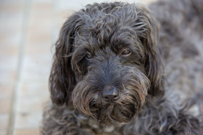 Close-up portrait of a dog