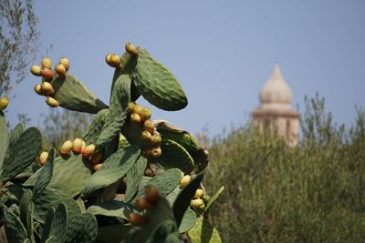 Plant growing on a tree