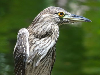 Close-up of a bird