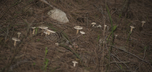 Full frame of grass on field