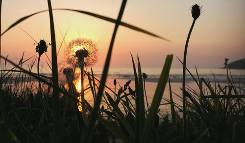 Close-up of silhouette plants against sky during sunset