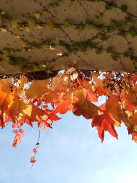 Low angle view of tree against sky