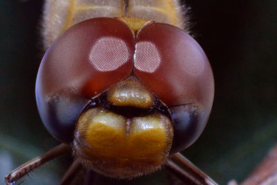 Close-up of insect