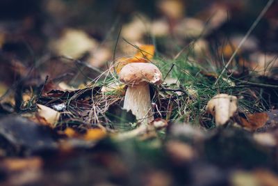 Close-up of mushroom growing on field