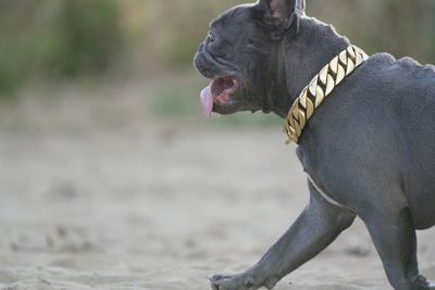 Close-up of a dog looking away