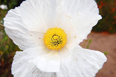 Close-up of white daisy flowers