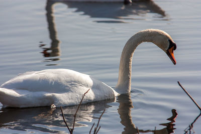 Swan swimming in lake