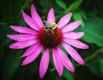 Close-up of honey bee pollinating flower