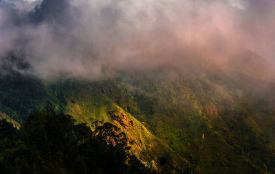 Scenic view of forest