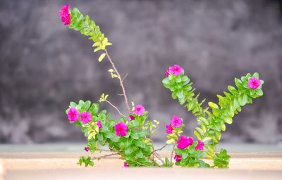 Close-up of pink flowers