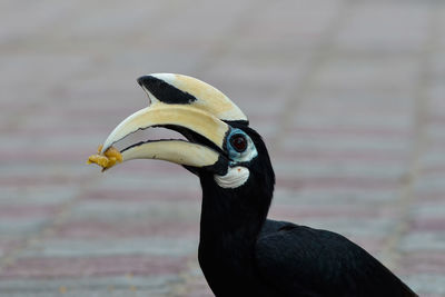 Close-up of a bird