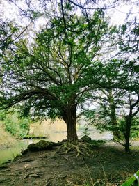 Close-up of tree against sky