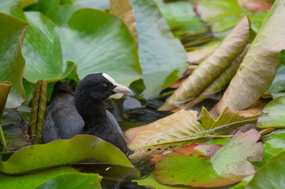 Coot amidst leaves in pond