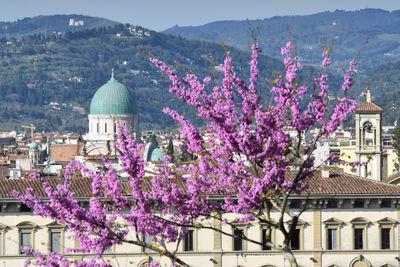 Purple flowering tree by buildings in city