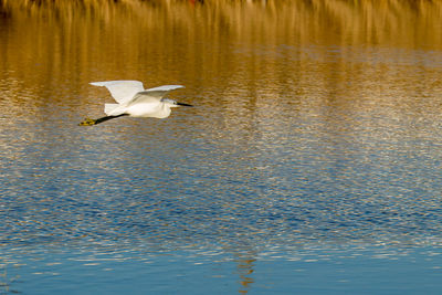 Bird flying over lake