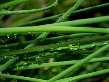 Close-up of wet insect on grass