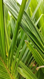 Close-up of palm leaves