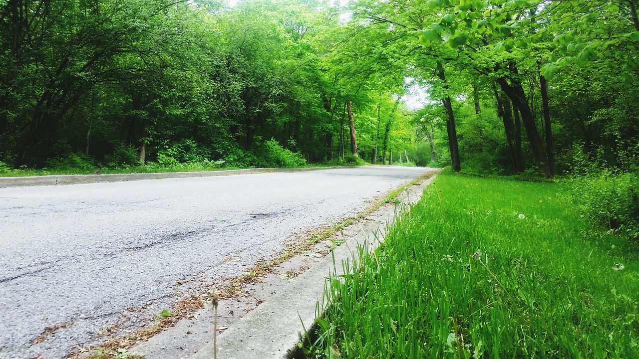 Deer Grove - East Forest Preserve