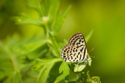 Close-up of butterfly pollinating flower