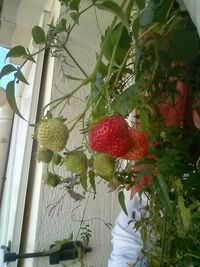 Close up of red flowers