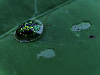 Close-up of insect on leaf