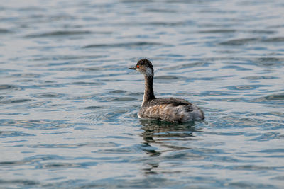 Duck swimming in lake