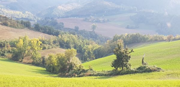 Scenic view of agricultural field